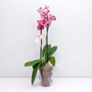 Murano Flores Rose com Orquídea